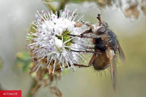 Agir sur l'éducation pour enrayer la disparition des insectes | Insect Archive | Scoop.it