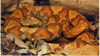 Virgin snake births found in wild | Kool Look | Scoop.it
