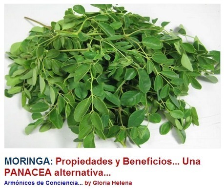 MORINGA: Propiedades y Beneficios... Una PANACEA alternativa... | PIENSA en VERDE | Scoop.it