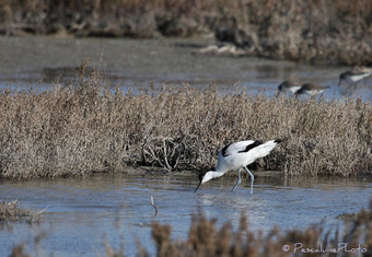 Avocette élégante (Recurvirostra avosetta), Pied avocet | Camargue Nature | Scoop.it