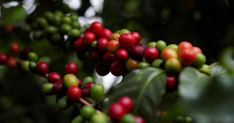 BRAZIL : It admits to problems with coffee crop views, plans revision | AM&Eacute;RIQUES | Scoop.it