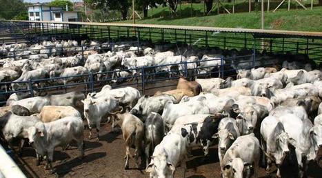 Ce grand danger pour l'&eacute;levage europ&eacute;en de bovins viande que pourrait repr&eacute;senter la signature d'un accord de libre-&eacute;change avec le Mercosur | EUROPES | Scoop.it