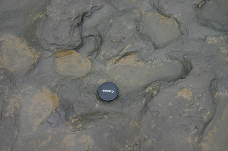 800,000-year-old footprints found in England -- then they washed away | Coastal Restoration | Scoop.it