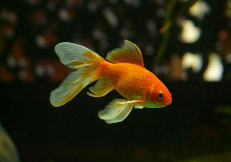 Engineers uncover the secrets of fish fins | Amazing Science | Scoop.it