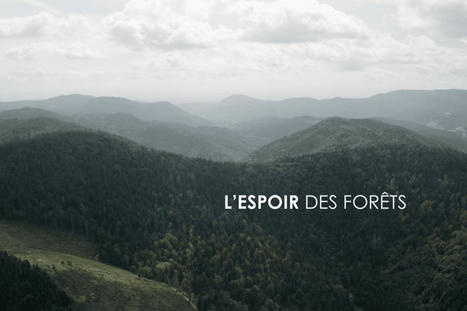REPLAY - "L'espoir des forêts" : trois raisons de voir ce documentaire sur le bois et sa filière | France 3 Grand Est | La SELECTION du Web | CAUE des Vosges - www.caue88.com | Scoop.it