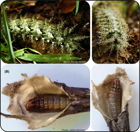Pourquoi l'humanité devrait se préoccuper des larves d'insectes | EntomoNews | Scoop.it