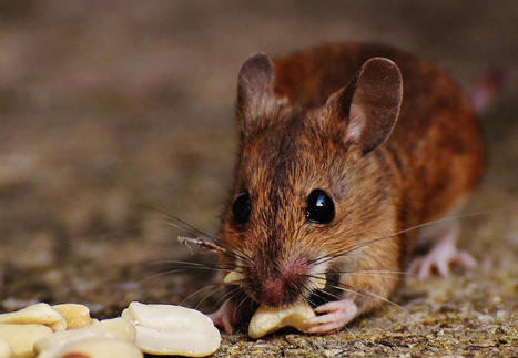 L’exposition prénatale aux phtalates endommage les tissus reproducteurs chez les souris femelles | Phys.org | Prévention du risque chimique | Scoop.it