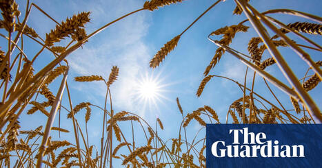 World food systems &lsquo;pushed to the brink&rsquo; by extreme heat, UN warns | Global food crisis | The Guardian | Coastal Restoration | Scoop.it