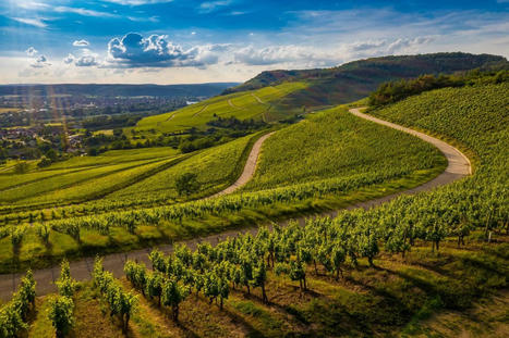 Climate Change’s Impact on White Wine Production | Order Wine Online - Santa Rosa Wine Stores | Scoop.it