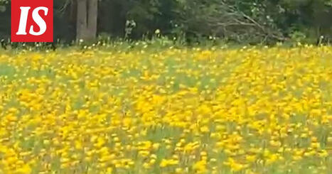 Kurki hy&ouml;kk&auml;si auton kimppuun Mikkeliss&auml; | 1Uutiset - Lukemisen t&auml;hden | Scoop.it