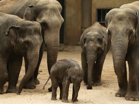 Scientists Discover Why Elephants rarely Get Cancer | Cancer - Advances, Knowledge, Integrative & Holistic Treatments | Scoop.it