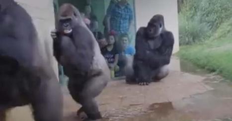 5 fun or strange videos and images of the animal world | Strange days indeed... | Scoop.it