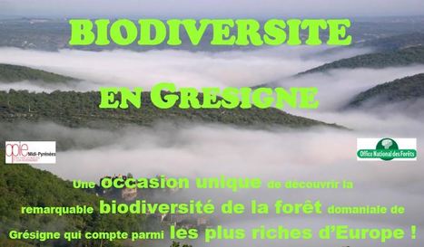 La biodiversité de la Grésigne | Variétés entomologiques | Scoop.it