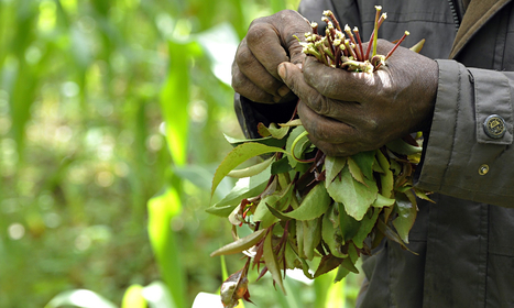 There's simply no case for banning khat | Beckley News : Drugs | Scoop.it