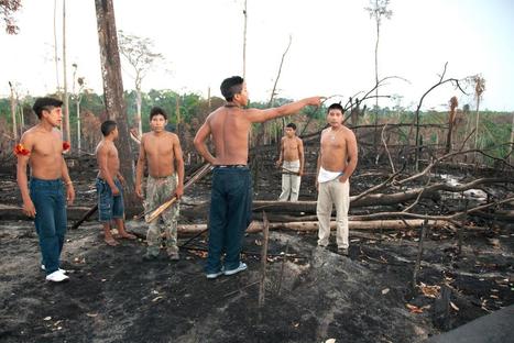 Uncontacted Awá tribe threatened by Amazon fires set by loggers — | RAINFOREST EXPLORER | Scoop.it