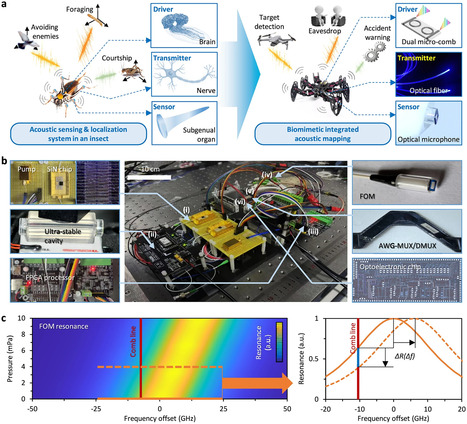 Reproduire le système auditif des insectes pour la robotique | EntomoNews | Scoop.it