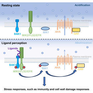Mol Cell: A phosphorelay circuit drives extracellular alkalinization in receptor kinase-mediated immune and cell-wall damage signaling (2026) | Publications from The Sainsbury Laboratory | Scoop.it