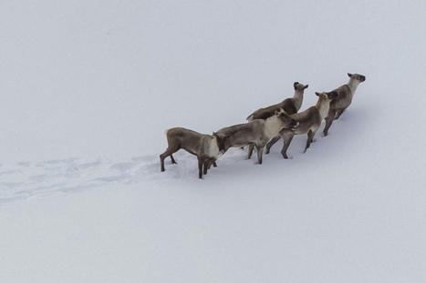 Protection du caribou | Sans des « engagements fermes » de Québec, Ottawa interviendra | Ils parlent de nous ! | Scoop.it