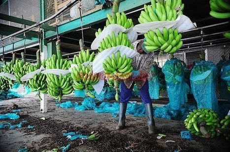 Le préfet aidera les bananiers à augmenter leur production | Revue Politique Guadeloupe | Scoop.it