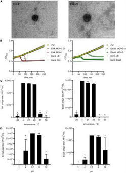 Frontiers | Isolation and Characterization of Two Lytic Phages Efficient Against Phytopathogenic Bacteria From Pseudomonas and Xanthomonas Genera | Microbiology | Xanthomonadaceae plant diseases | Scoop.it