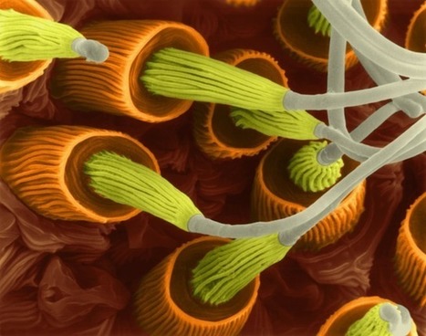 Le secret du vol &eacute;lectrostatique des araign&eacute;es | EntomoNews | Scoop.it