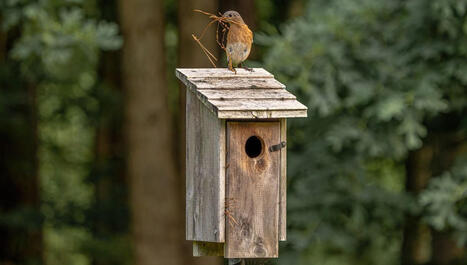 Jean-Yves Meignen&nbsp;: Pourquoi il est temps de retirer les mangeoires pour les oiseaux&nbsp;? - ICI | Environnement - &Eacute;nergie | Scoop.it