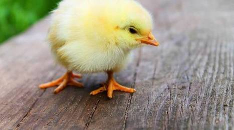 Le « broyage des poussins » devrait être interdit fin 2021, annonce Didier Guillaume | GREENEYES | Scoop.it