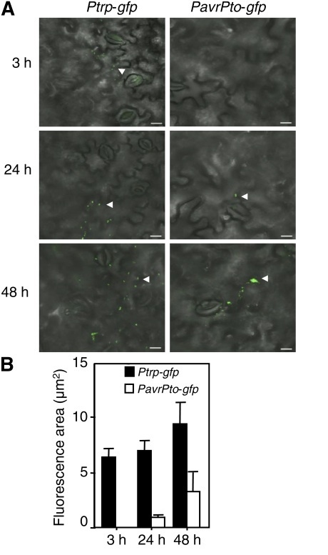 Plant Physiol: Type III Secretion and Effectors Shape the Survival and Growth Pattern of Pseudomonas syringae on Leaf Surfaces (2012) | Plants and Microbes | Scoop.it