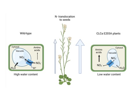 Proton exchange by the vacuolar nitrate transporter CLCa is required for plant growth and nitrogen use efficiency | I2BC Paris-Saclay | Scoop.it