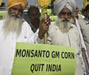 Haryana farmers demonstrate against GM corn trials | The Asian Food Gazette. | Scoop.it