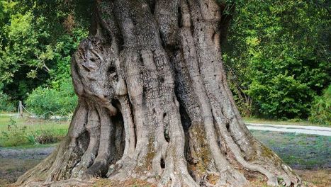 Histoires d'arbres | Voyages et découvertes | ARTE | Paysage - Agriculture | Scoop.it