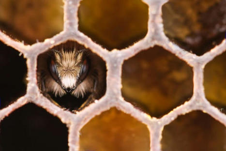 Hive Ransomware Gang Loses Its Honeycomb, Thanks to DoJ | ICT Security-Sécurité PC et Internet | Scoop.it