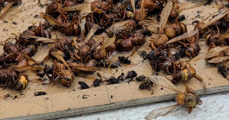 MALTA: Bring in the army, beekeepers urge as hornet swarms strike | CIHEAM Press Review | Scoop.it