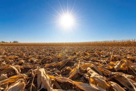 Food crises: no respite as 1.4 m people suffer the most severe level of food insecurity in 2025 | Alimentation Sant&eacute; Environnement : gestion des risques | Scoop.it