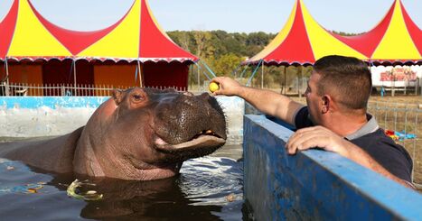 Le "Grand Cirque Zavatta" s'installe &agrave; Saint-Vincent-de-Tyrosse avec Jumbo l&rsquo;hippopotame qui fait l'objet d'une p&eacute;tition - ICI | Landes - Conseils municipaux & communautaires | Scoop.it