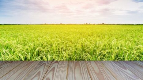Doutes sur le riz OGM miracle contre la malnutrition | Questions de développement ... | Scoop.it