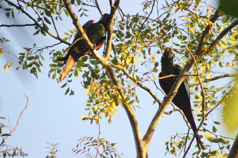 Into the Amazon: &nbsp;A Photo Essay&nbsp; | Rainforest CLASSROOM | Scoop.it