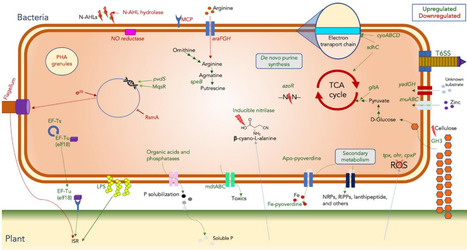 Transcriptome-guided discovery of novel plant-associated genes in a rhizosphere Pseudomonas | Mbm | RMH | Scoop.it