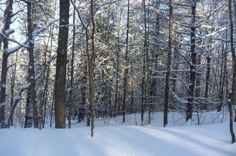 Climate change shrinks winter snowpack, damaging Northeast's forests | Timberland Investment | Scoop.it