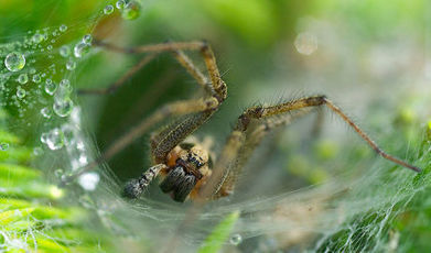 Du venin d&rsquo;araign&eacute;e comme insecticide naturel | zegreenweb | EntomoNews | Scoop.it
