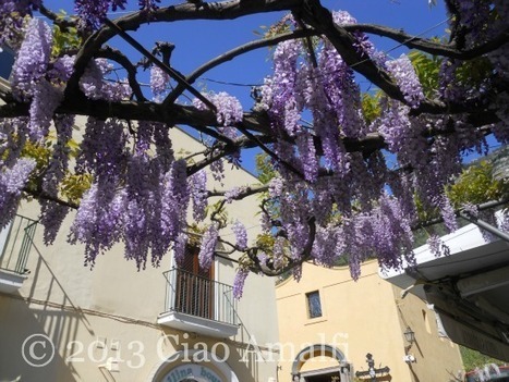 Wisteria in Positano | Good Things From Italy - Le Cose Buone d'Italia | Scoop.it