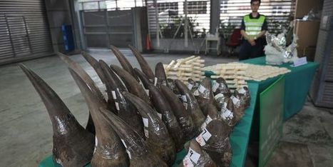 Afrique du Sud : la justice autorise le commerce intérieur de la corne de rhinocéros | Biodiversité | Scoop.it