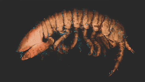 Pollinisation sous-marine : la fable de l’algue et du crustacé | Pour la Science | EntomoScience | Scoop.it