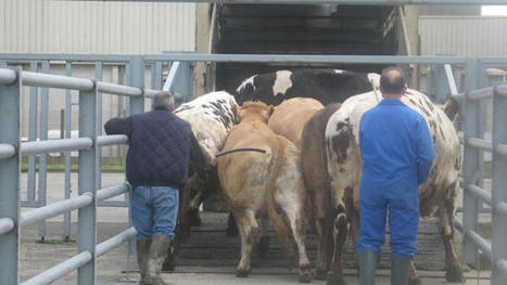 Bovins : Moins de vaches à l'abattoir en décembre | Actualité Bétail | Scoop.it