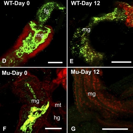 App Env Microbiol: The bacterium Pantoea stewartii uses two different type III secretion systems for colonizing its plant host and insect vector (2012) | Plants and Microbes | Scoop.it