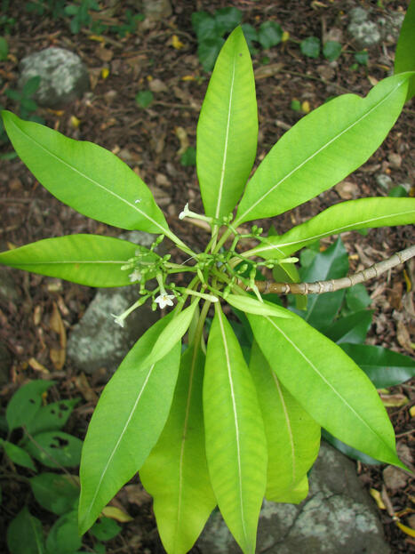 Plus d'une espèce d'arbre sur trois dans le monde est menacée d'extinction - Liste rouge de l'UICN | SCIENCES DU VEGETAL | Scoop.it