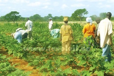 Sénégal : création de 150 fermes dans les trois ans à venir | Questions de développement ... | Scoop.it