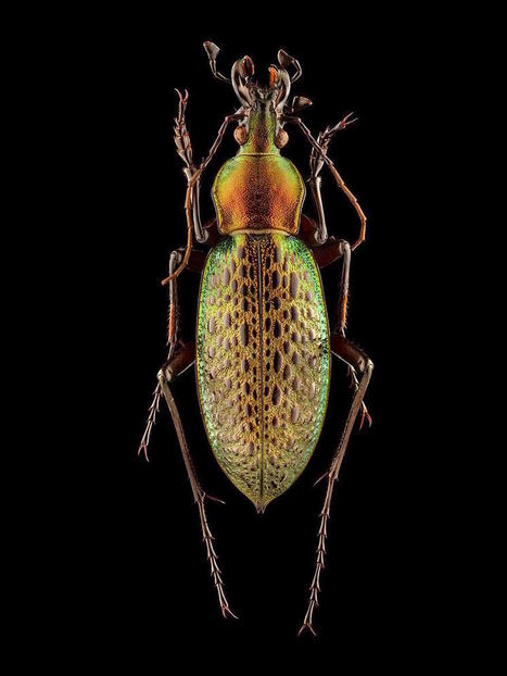 Macro Photographs Composed of Nearly Ten Thousand Images Show the Incredible Detail of Insect Specimens | Amazing Science | Scoop.it