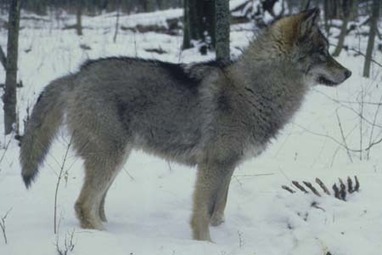 Wolf Snack / Opportuniste le loup ? - Wolfen Warrior Spirit | Loup | Scoop.it