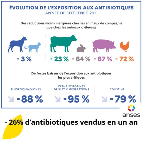 Une diminution des ventes d'antibiotiques vétérinaires de 26% en un an | Lait de Normandie... et d'ailleurs | Scoop.it